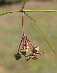 Vincetoxicum lineare