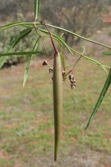Vincetoxicum lineare