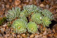 Stylidium pulviniforme