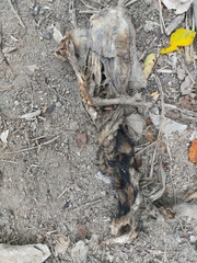 Lycalopex sechurae