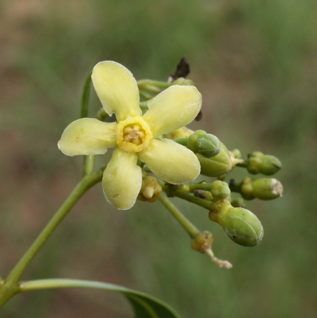 Wrightia saligna