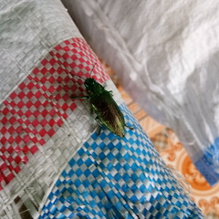 Chrysodema
