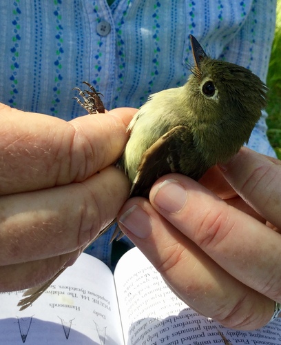 iNaturalist observation photo of Western Flycatcher