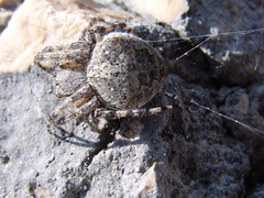 Araneus circe