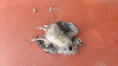 Streptopelia chinensis
