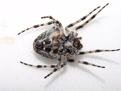 Araneus circe