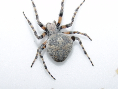 Araneus circe