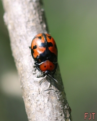 Ogdoecosta biannularis