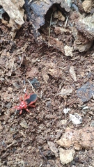 Labidocoris pectoralis