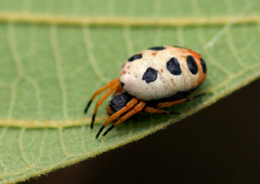 Araneus coccinella