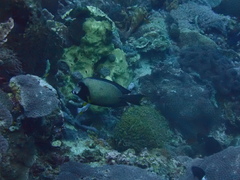 Acanthurus tristis