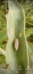 Insecta