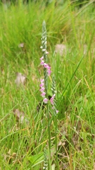 Spiranthes sinensis