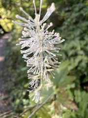 Actaea elata