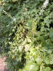 Actaea elata