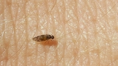 Peripsocus subfasciatus