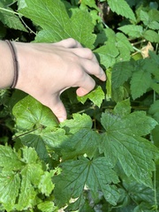 Actaea elata