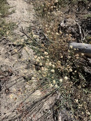 Eriogonum nudum nudum