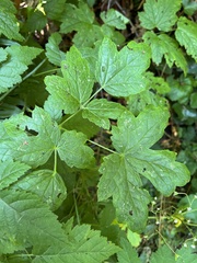 Actaea elata