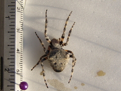 Araneus circe