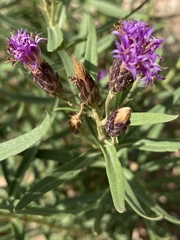 Vernonia marginata
