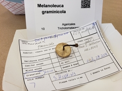 Melanoleuca griseobrunnea