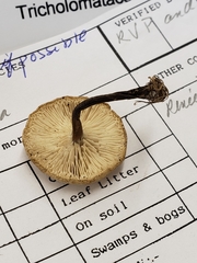 Melanoleuca griseobrunnea