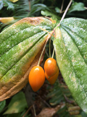 Prosartes smithii