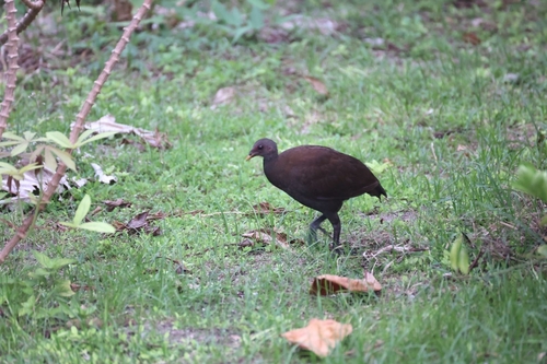 Philippine Megapode (Megapodius cumingii), photo 6