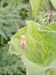 Zelus renardii