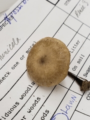 Melanoleuca griseobrunnea