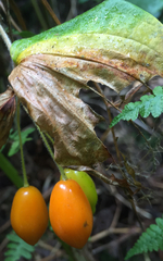 Prosartes smithii