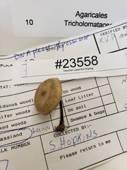 Melanoleuca griseobrunnea