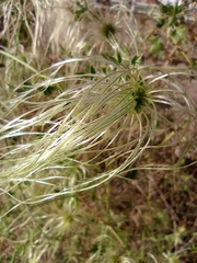 Clematis drummondii