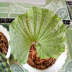 Nervilia concolor