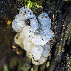Tremella globispora