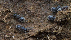 Meranoplus peringueyi