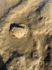 Matuta