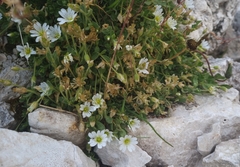 Cerastium uniflorum