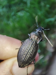 Carabus rugosus celtibericus
