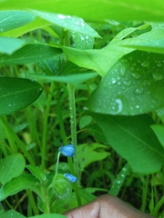 Commelina forskaolii