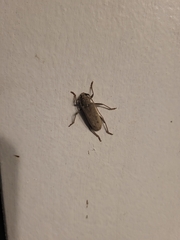 Eburia mutica