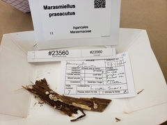 Marasmiellus praeacutus