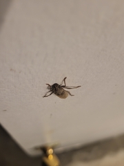 Eburia mutica