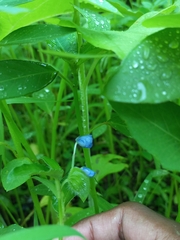 Commelina forskaolii