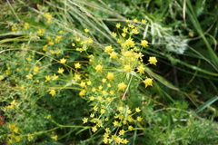 Bupleurum multinerve