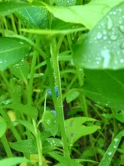 Commelina forskaolii