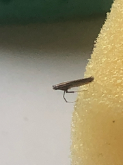 Caloptilia azaleella