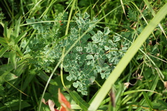 Thalictrum foetidum
