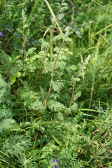 Artemisia tanacetifolia